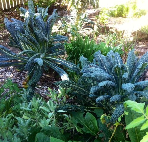 Steve's Kale, still flourishing 12 months after planting